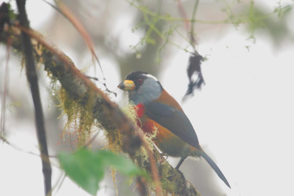 Barbudo tucán (Semmoruis rampbasticus)